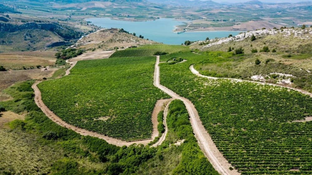 Veduta aerea di un vasto vigneto con una strada sterrata serpeggiante su dolci colline verdi accanto a un grande lago.