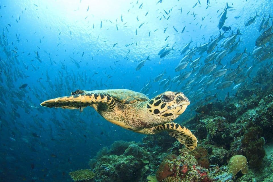 Une tortue de mer à la carapace ornée nage dans une eau bleue et limpide au-dessus d'un récif corallien, avec un grand banc de poissons derrière elle.