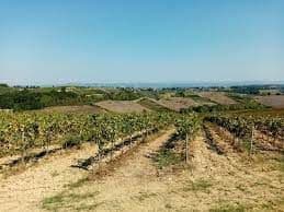 Filari di viti su dolci colline assolate sotto un cielo azzurro e limpido.