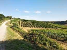Una strada sterrata si snoda tra dolci colline verdi coperte da ordinate file di viti in un vigneto sotto un cielo azzurro.