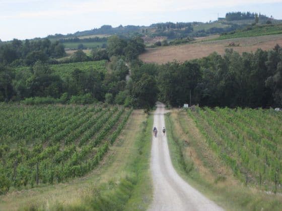 Due ciclisti percorrono una strada sterrata che si snoda tra vasti vigneti su dolci colline verdi.