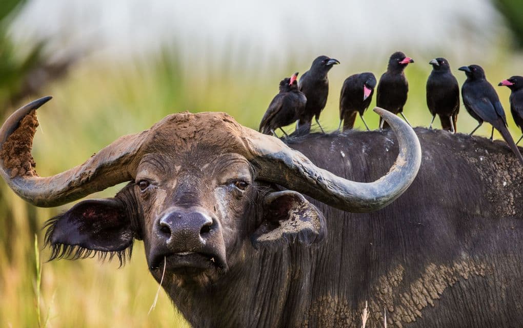 Un búfalo africano con grandes cuernos mira a la cámara mientras un grupo de pájaros negros con picos rojos descansa sobre su lomo.
