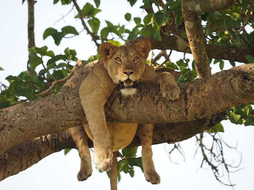 Una leona descansa en la rama grande de un árbol, mirando directamente a la cámara con la boca ligeramente abierta.