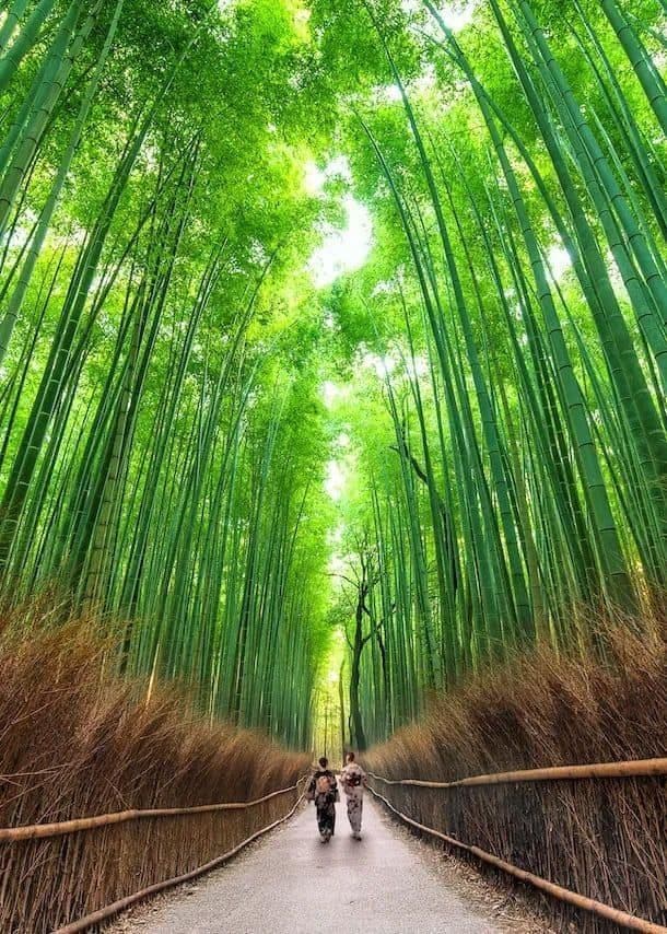 Dos personas con ropa tradicional caminan por un camino pavimentado, flanqueado por vallas bajas, a través de un alto y verde bosque de bambú.