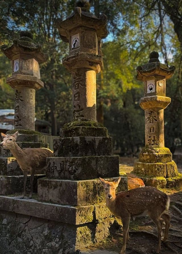 Varios ciervos de pie y descansando entre grandes linternas de piedra cubiertas de musgo con caracteres japoneses en un bosque iluminado por el sol.