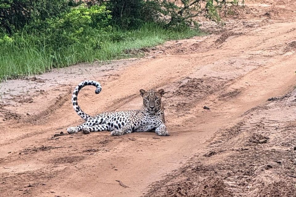 Ein Leopard mit eingerolltem Schwanz ruht auf einem schlammigen Feldweg und blickt in die Kamera, mit grünen Büschen im Hintergrund.