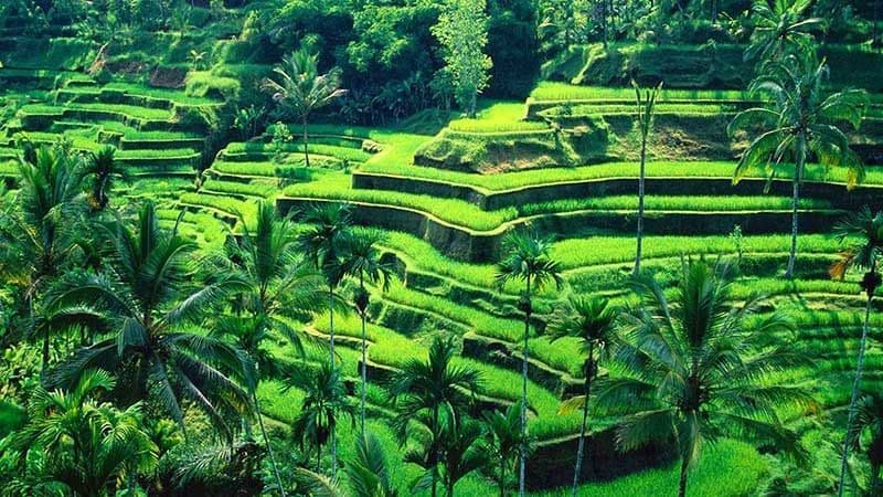 Una vista panorámica de vibrantes terrazas de arroz verdes cubriendo una ladera, con muchas palmeras dispersas por el paisaje.