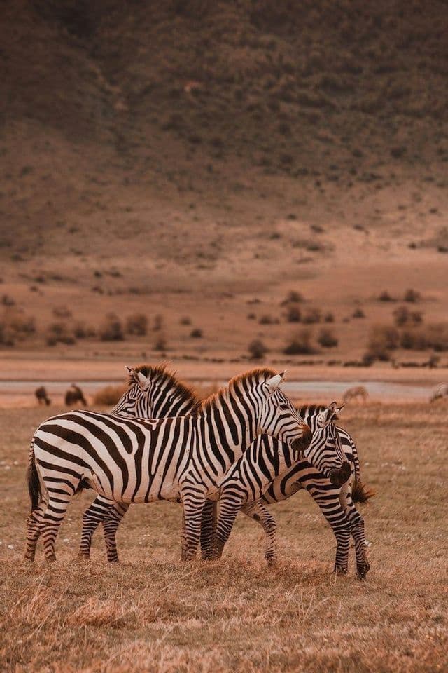 Un petit groupe de zèbres, dont un poulain, se tiennent serrés dans une savane sèche et herbeuse avec des collines en arrière-plan.