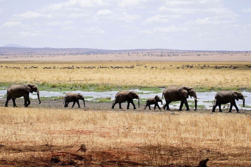 Un troupeau d'éléphants, dont plusieurs éléphanteaux, marche en file indienne à travers une savane herbeuse avec une rivière.