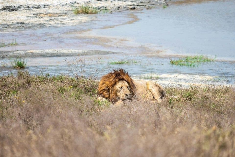 Un lion mâle à la grande crinière se repose dans les hautes herbes sèches près d'un point d'eau.
