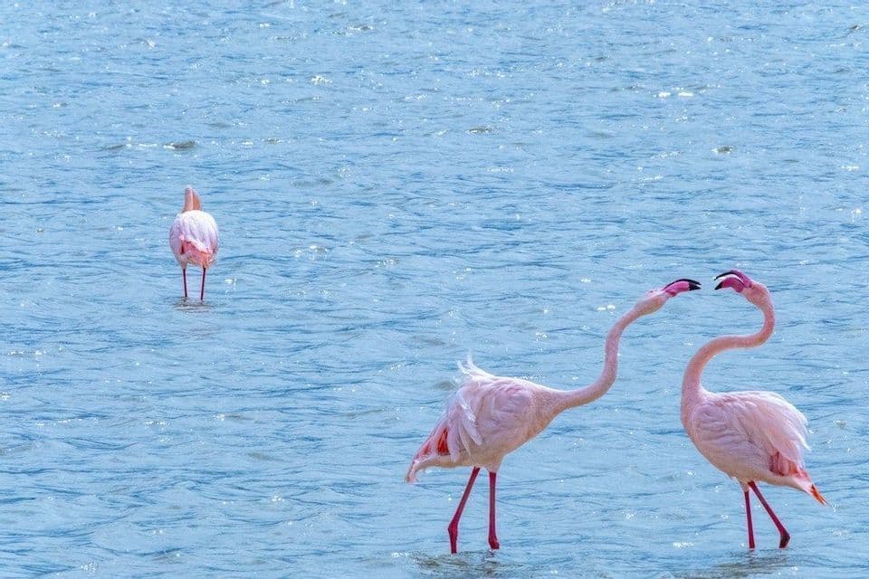 Deux flamants roses interagissent, leurs becs se touchant, dans une eau bleue ondulante, avec un troisième flamant en arrière-plan.