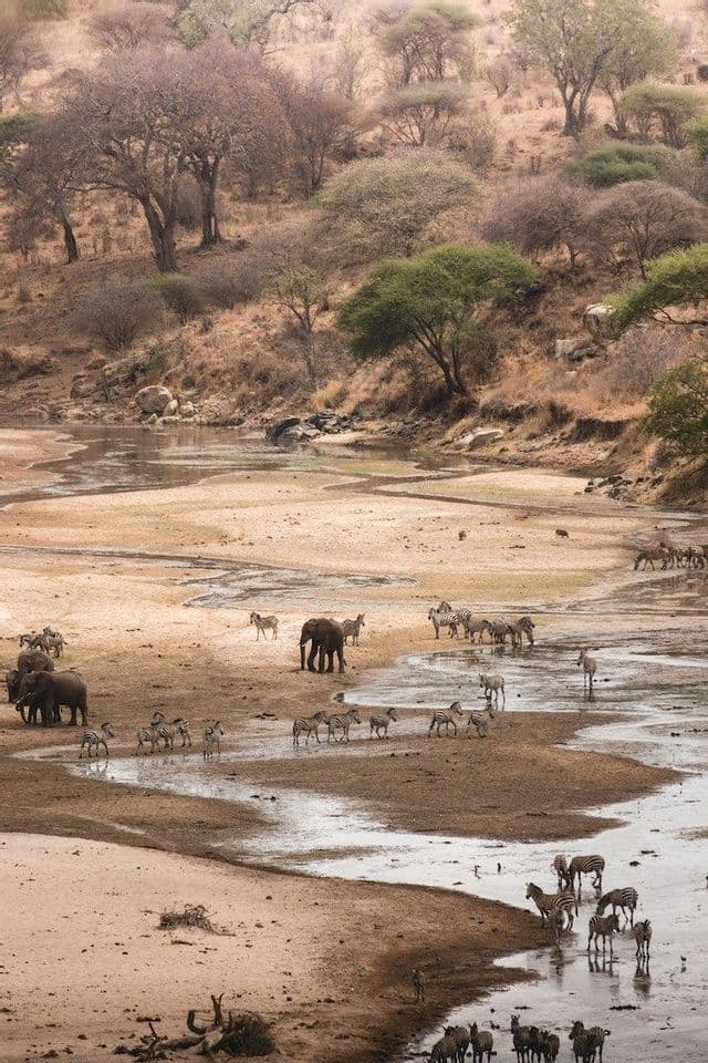 Des éléphants et des troupeaux de zèbres se rassemblent pour boire dans le lit asséché d'une rivière, dans une savane sèche et vallonnée.