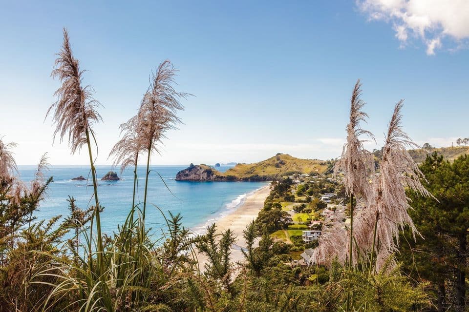 A high-angle view of a sandy beach and turquoise ocean bay, framed by feathery pampas grass in the foreground.