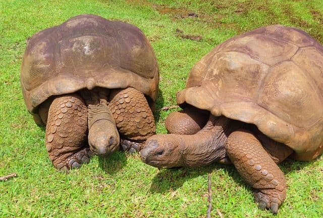 Zwei Riesenschildkröten ruhen Seite an Seite auf einem Fleckchen leuchtend grünem Gras.