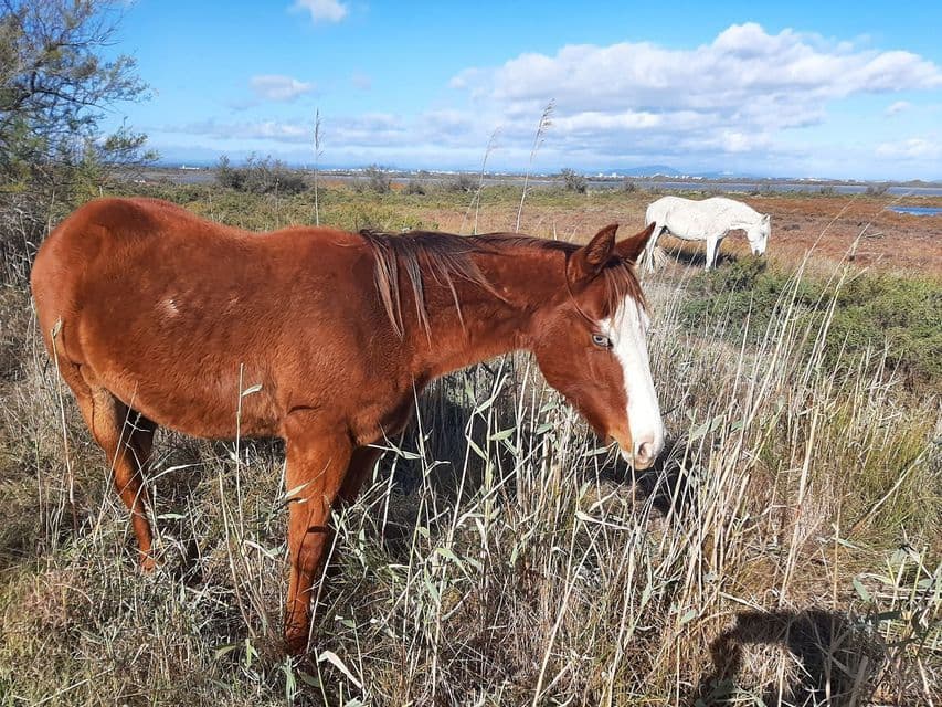 Un cheval brun avec une tache blanche sur le front et un œil bleu broute dans un pré verdoyant, avec un cheval blanc visible en arrière-plan.