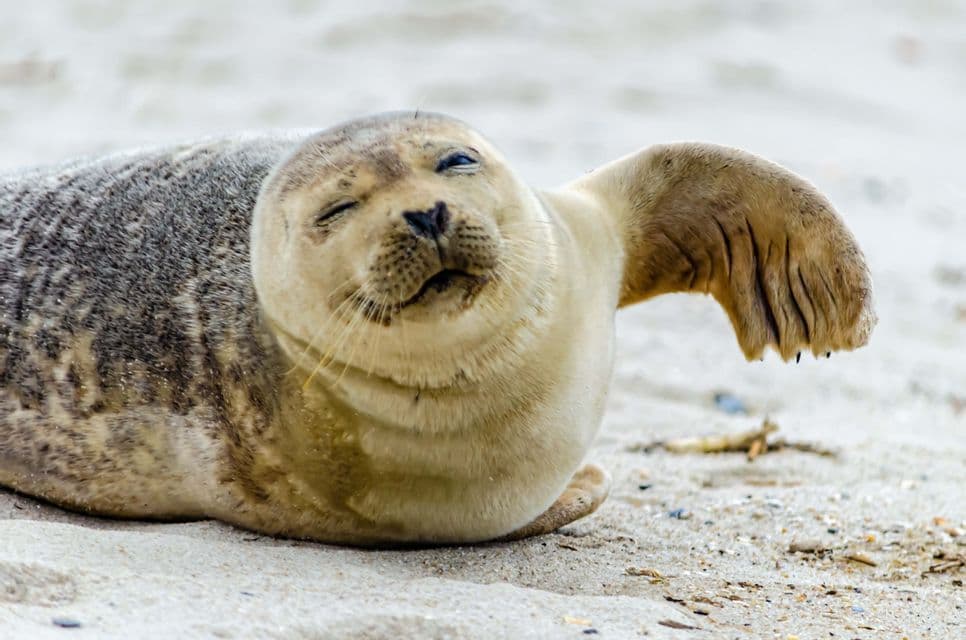 Primer plano de una foca manchada de puerto acostada en una playa de arena, guiñando un ojo y levantando una aleta.
