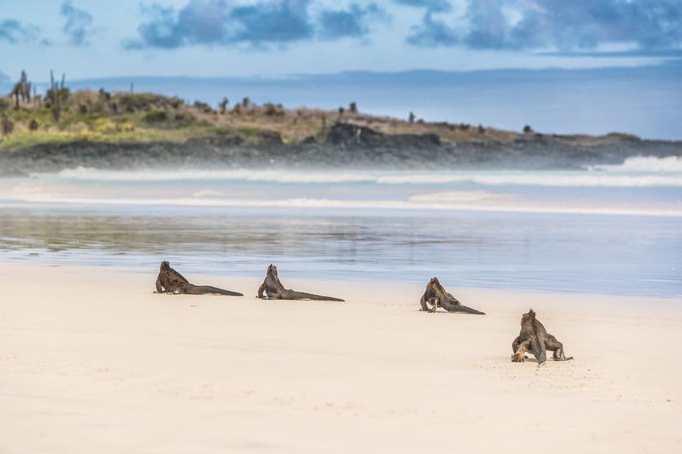 Cuatro iguanas marinas descansando en una playa de arena blanca con suaves olas y una costa verde distante al fondo.