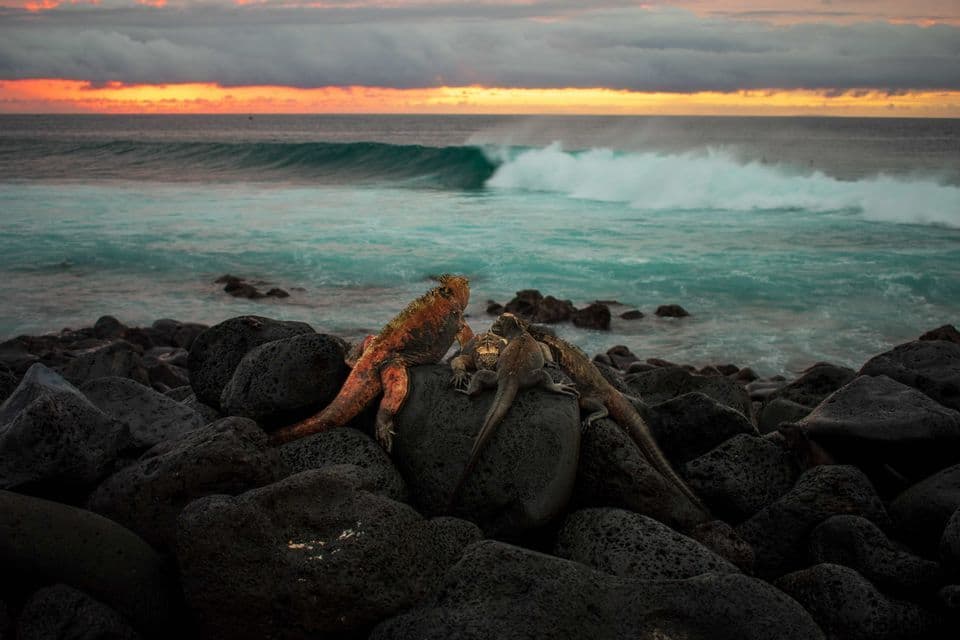 Tres iguanas marinas descansan sobre rocas volcánicas oscuras en una costa, con una ola del océano rompiendo bajo un cielo al atardecer.