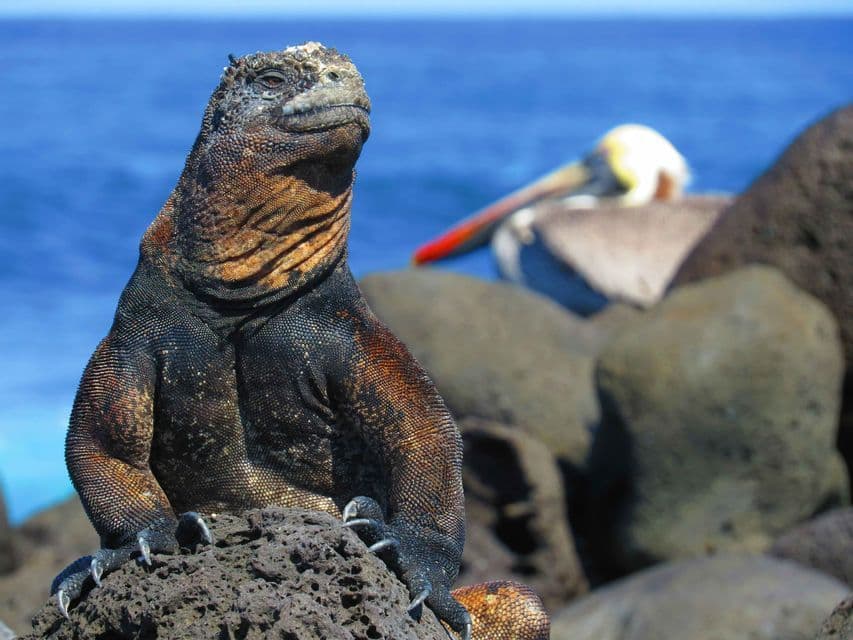 Una iguana marina se posa sobre una roca volcánica negra, con el mar azul y un pelícano de fondo.