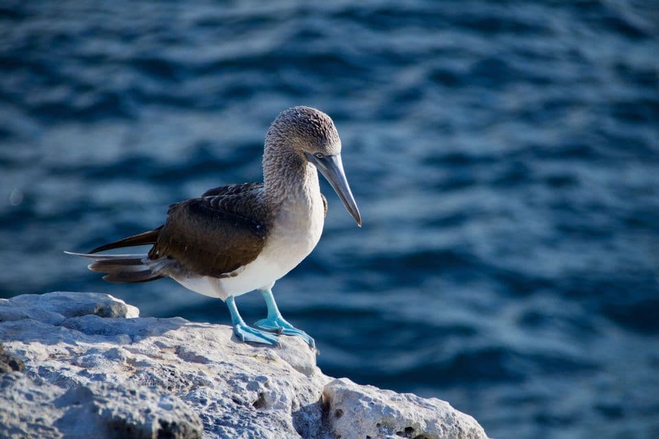 Un piquero de patas azules se posa en una roca con vistas al profundo mar azul.