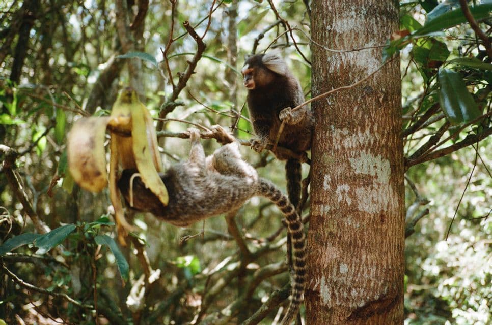 Deux ouistitis communs sur une branche d'arbre, l'un est suspendu à l'envers pour manger une peau de banane pendant que l'autre regarde.