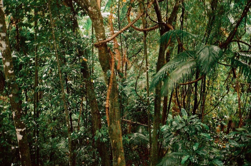 L'intérieur d'une forêt tropicale dense avec des troncs d'arbres épais, des lianes suspendues et des feuilles d'un vert luxuriant.