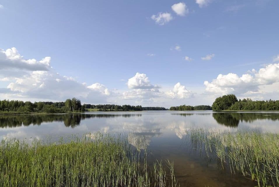 Ein ruhiger See spiegelt einen fernen Wald und bewölkten blauen Himmel wider, mit hohem grünem Schilf im Vordergrund.