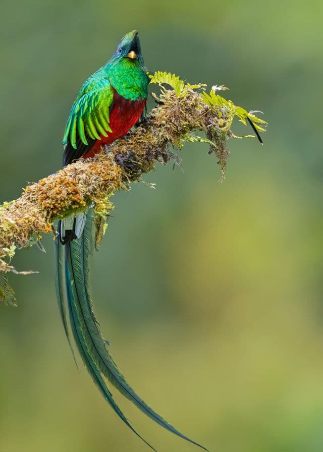 Un quetzal au plumage vert et rouge éclatant est perché sur une branche couverte de mousse, ses longues plumes caudales pendantes.
