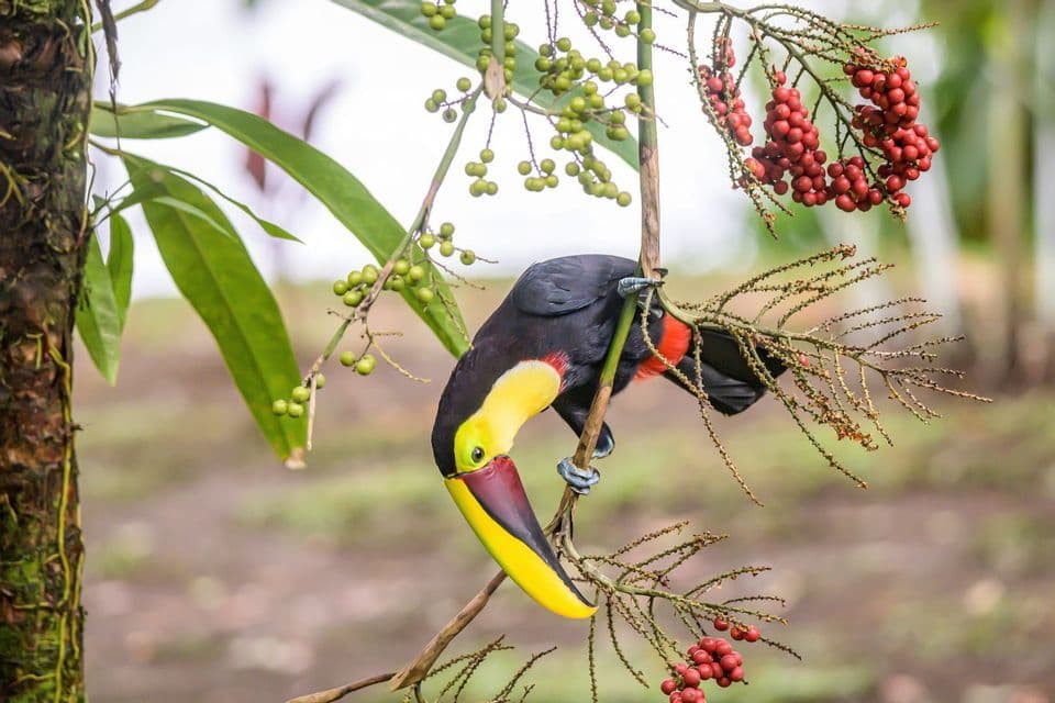 A toucan with a large yellow and red beak hangs upside down on a branch among clusters of green and red berries.