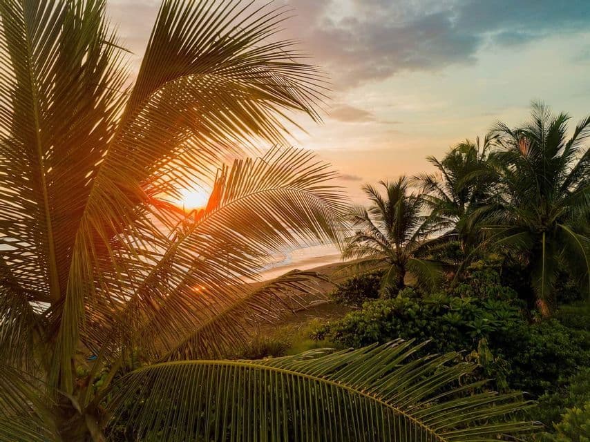 The sun sets over a tropical beach, its light filtering through the fronds of palm trees in the foreground.