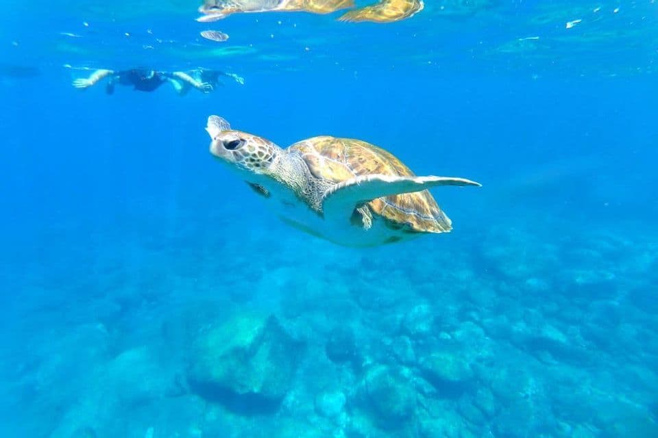 Una tartaruga marina nuota in acque cristalline mentre un gruppo WeRoad fa snorkeling in superficie.
