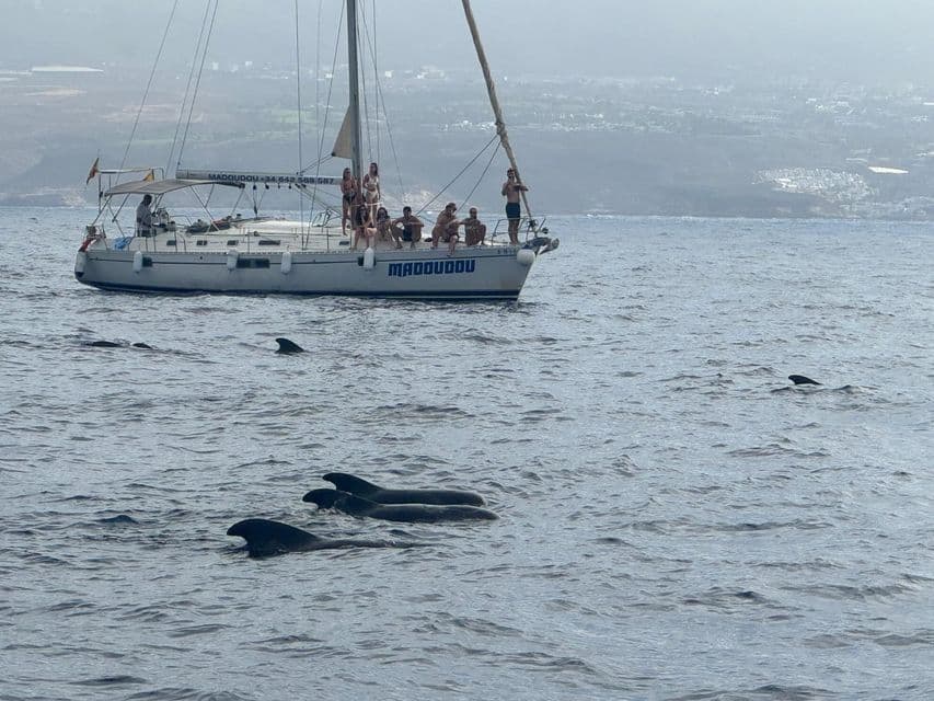 Eine WeRoad Gruppenreise auf einem Segelboot beobachtet eine Schule Grindwale, die im Meer schwimmen, mit einer diesigen Küste im Hintergrund.