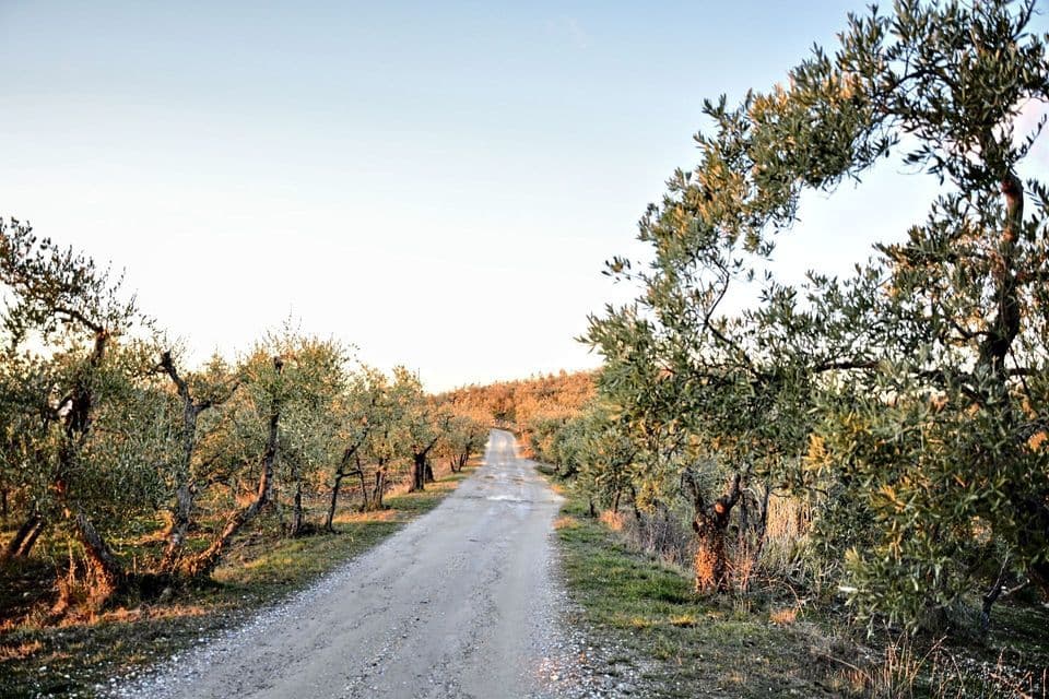 Una strada sterrata si snoda attraverso un uliveto soleggiato con alberi nodosi sotto un cielo limpido.