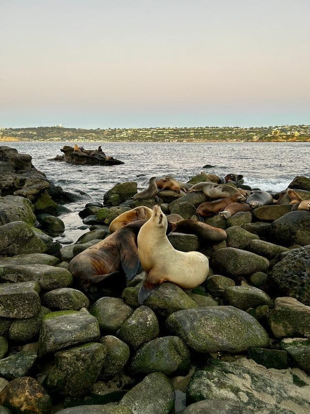 Una colonia de lobos marinos descansa en una orilla rocosa y cubierta de musgo, con un lobo marino de color claro sentado en primer plano.