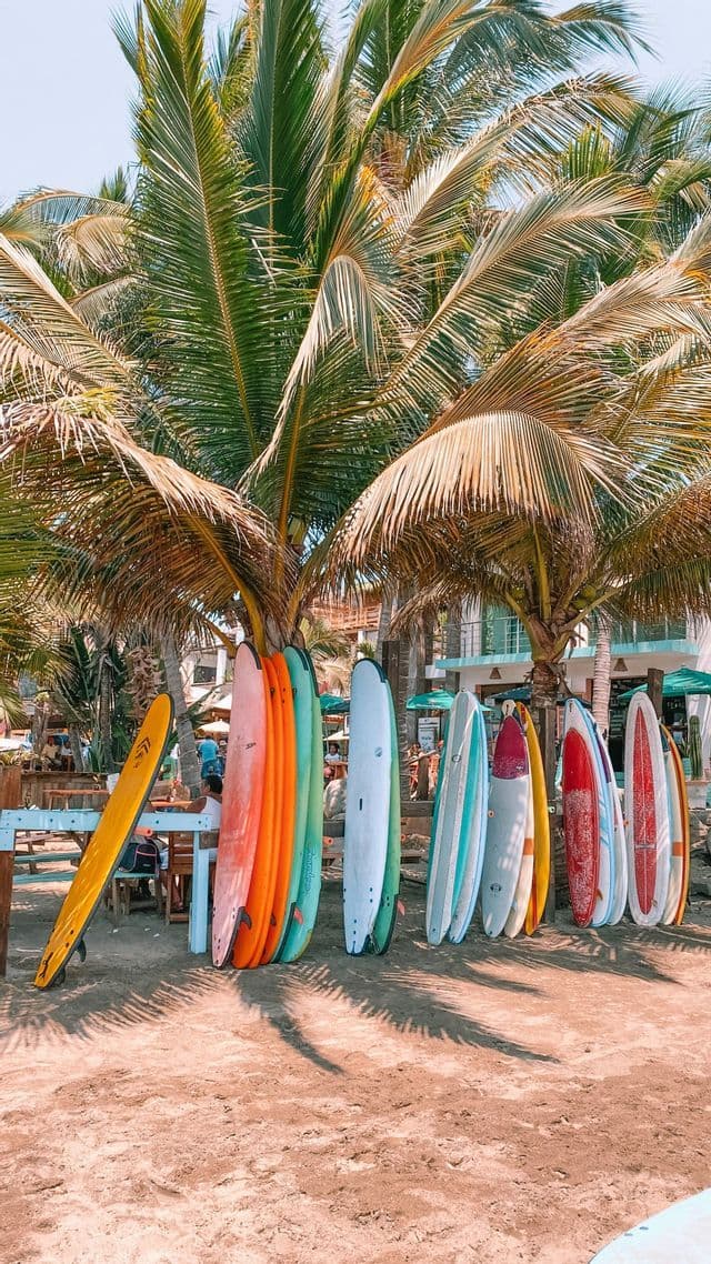 Una hilera de tablas de surf de colores se alza en la arena de una playa, bajo altas palmeras.