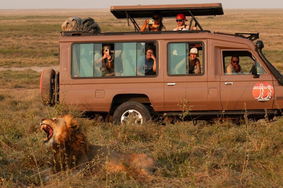 Eine WeRoad Gruppenreise beobachtet und fotografiert einen brüllenden männlichen Löwen aus einem Safari-Fahrzeug in der Savanne.