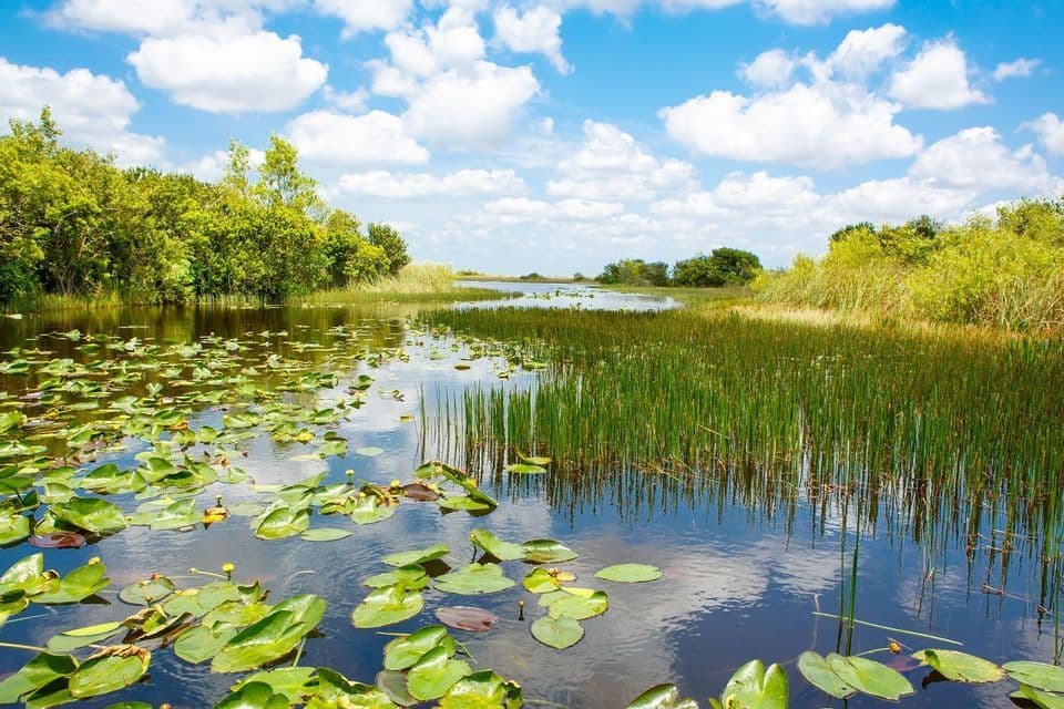 Seerosen und hohes Schilf in ruhigem Wasser, üppig grüne Bäume am Ufer unter einem teilweise bewölkten blauen Himmel.