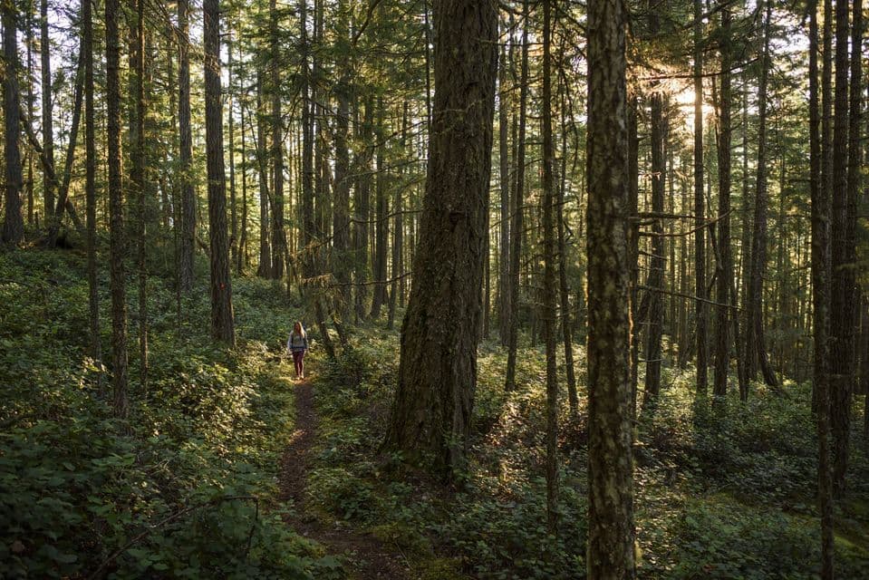 Une femme avec un sac à dos randonne sur un sentier à travers une forêt dense tandis que la lumière du soleil filtre à travers les grands arbres.