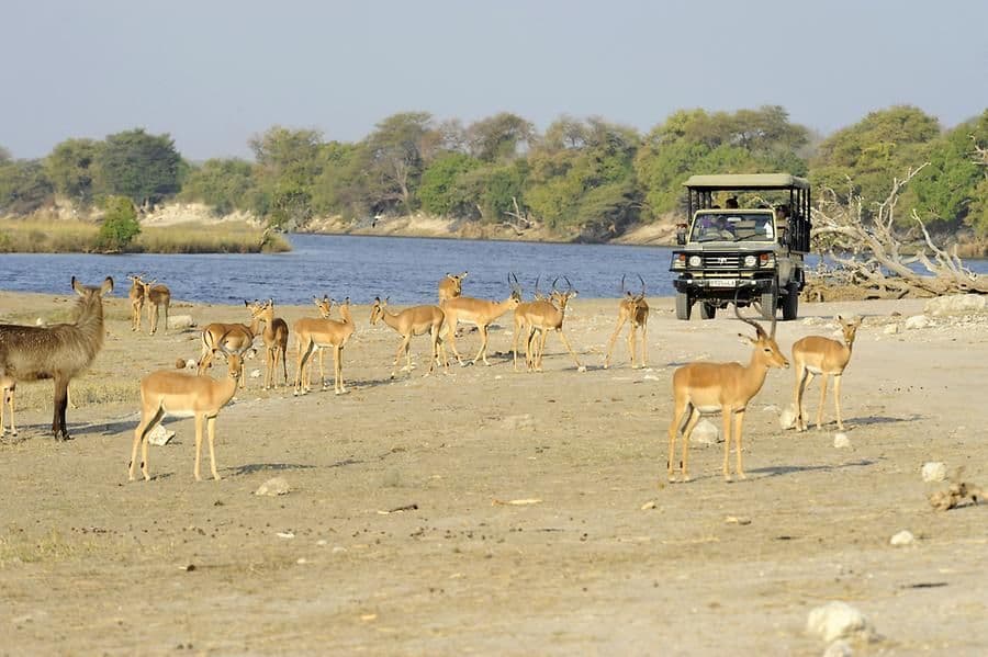 Un viaggio di gruppo WeRoad a bordo di una jeep safari osserva un branco di impala radunato su una sponda sabbiosa del fiume.