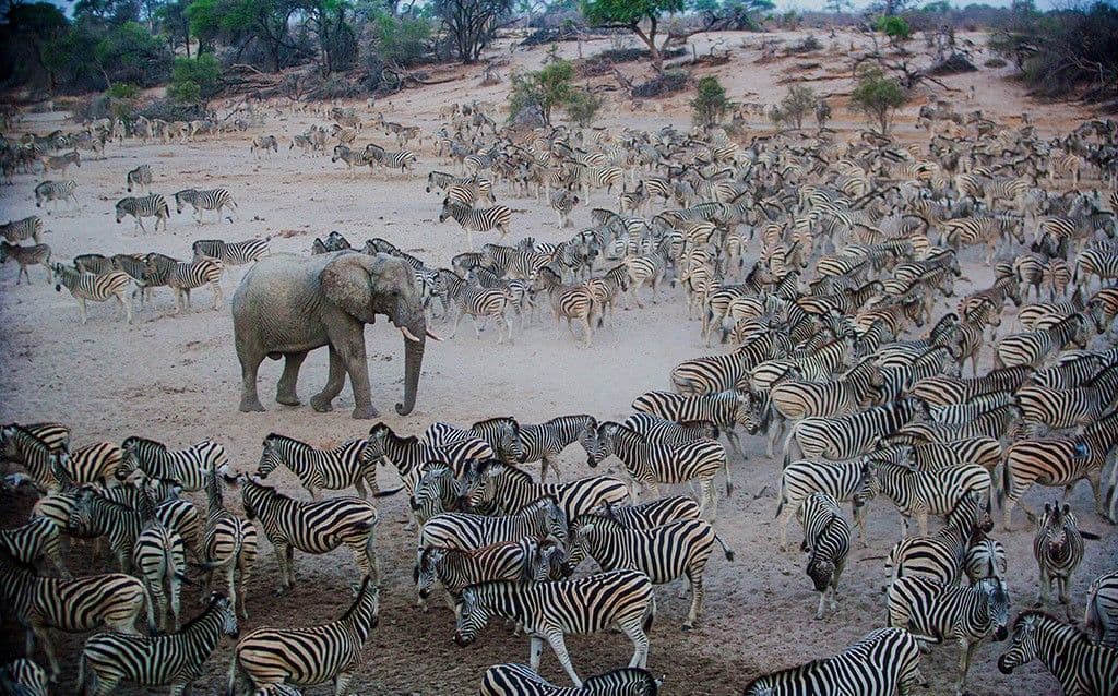 Un elefante attraversa una vasta mandria di zebre su una pianura secca e sabbiosa con alberi sparsi sullo sfondo.