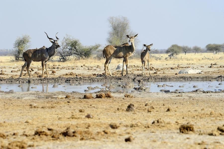 Un maschio, una femmina e un cucciolo di kudu stanno insieme presso una pozza d'acqua fangosa in una savana secca.