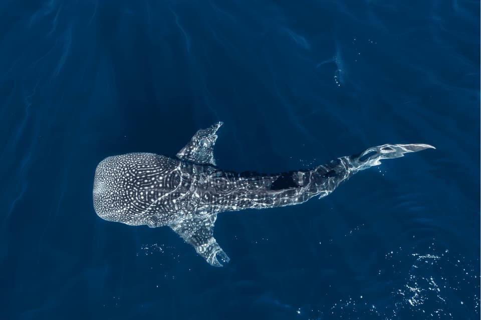 Luftaufnahme eines Walhais mit weißen Flecken, der nahe der Oberfläche des tiefblauen Ozeans schwimmt.