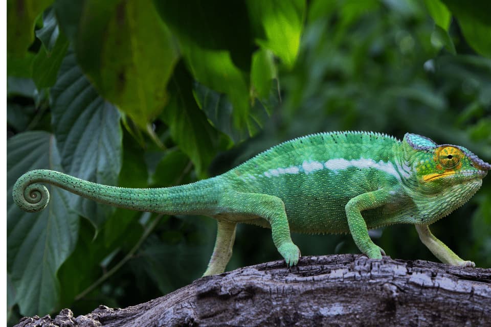 Ein grünes Chamäleon mit weißem Streifen und gekringeltem Schwanz bewegt sich auf einem strukturierten Baumast vor üppigem Laub.