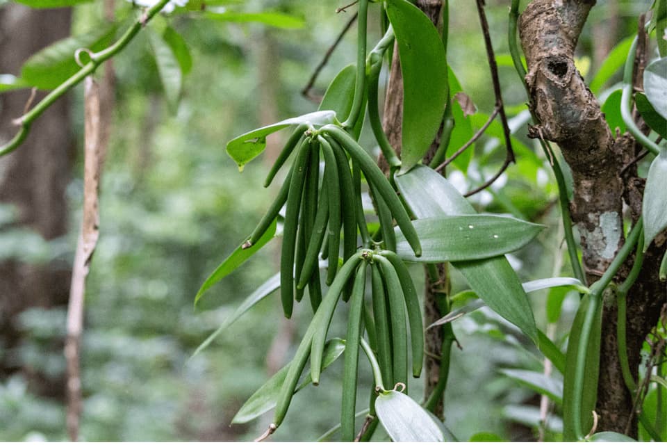 Nahaufnahme von grünen Vanilleschoten, die in Büscheln von einer Liane in einer üppigen Waldlandschaft hängen.