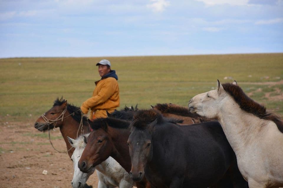 Ein Mann zu Pferd in einer gelben Jacke führt eine Pferdeherde über eine grüne Ebene.