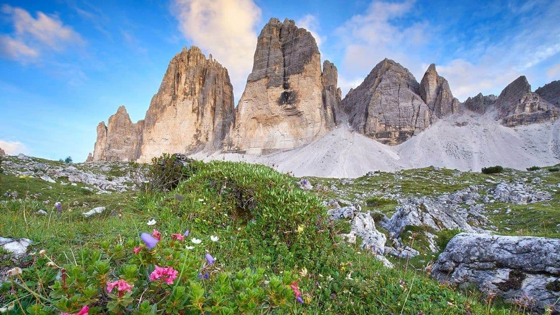Una veduta dal basso di fiori di campo su un pendio roccioso e verde, con imponenti cime montuose frastagliate sullo sfondo sotto un cielo azzurro.