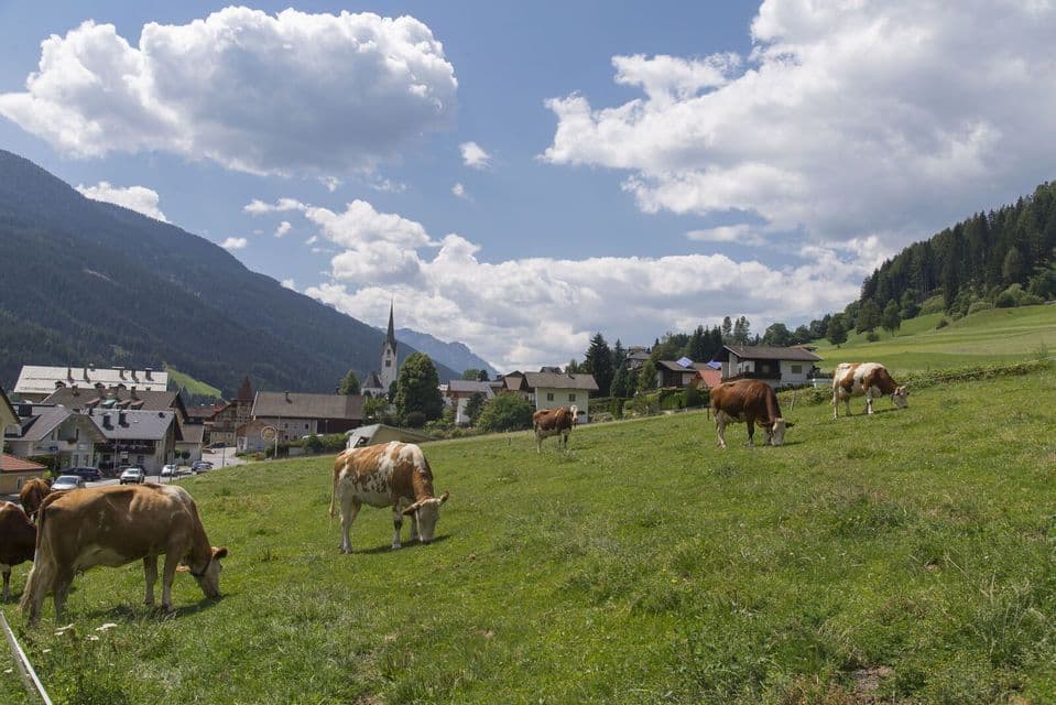 Una mandria di mucche marroni e bianche al pascolo su un verde pendio collinare, con un villaggio e montagne boscose sullo sfondo.