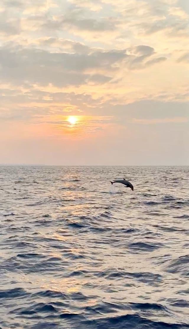 Un dauphin jaillit de l'océan au coucher du soleil, le soleil étant bas sur l'horizon sous un ciel nuageux.