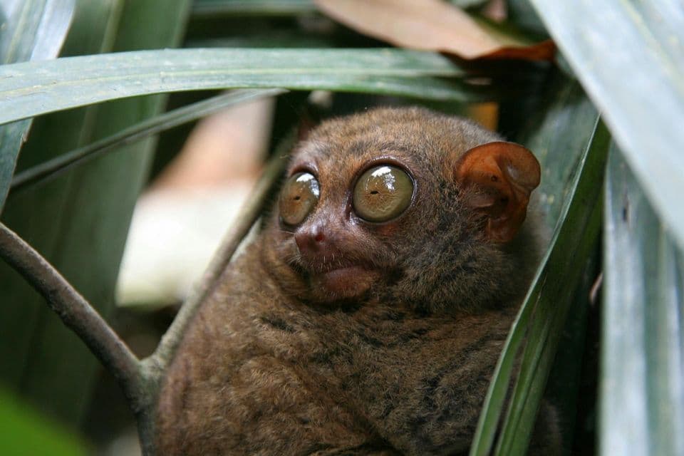 Un primer plano de un pequeño tarsero con ojos grandes y redondos asomándose entre exuberantes hojas verdes.