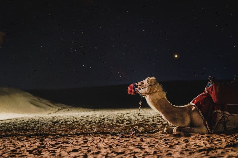 Ein Kamel mit rotem Maulkorb und Sattel ruht nachts auf dem Wüstensand unter einem Sternenhimmel.